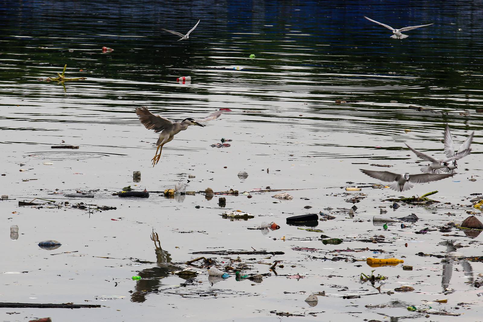 White-winged terns, egrets, and black-crowned night herons forage at the Las Piñas–Parañaque Wetland Park (LPPWP) in observance of World Migratory Bird Day 2025, which underscores the importance of protecting shared habitats for both migratory birds and humans.