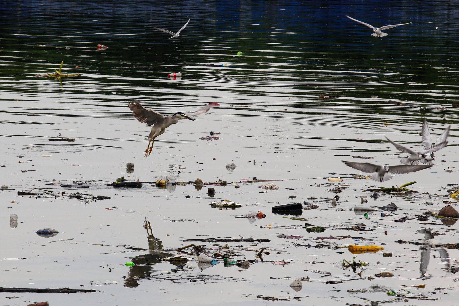 White-winged terns, egrets, and black-crowned night herons forage at the Las Piñas–Parañaque Wetland Park (LPPWP) in observance of World Migratory Bird Day 2025, which underscores the importance of protecting shared habitats for both migratory birds and humans.