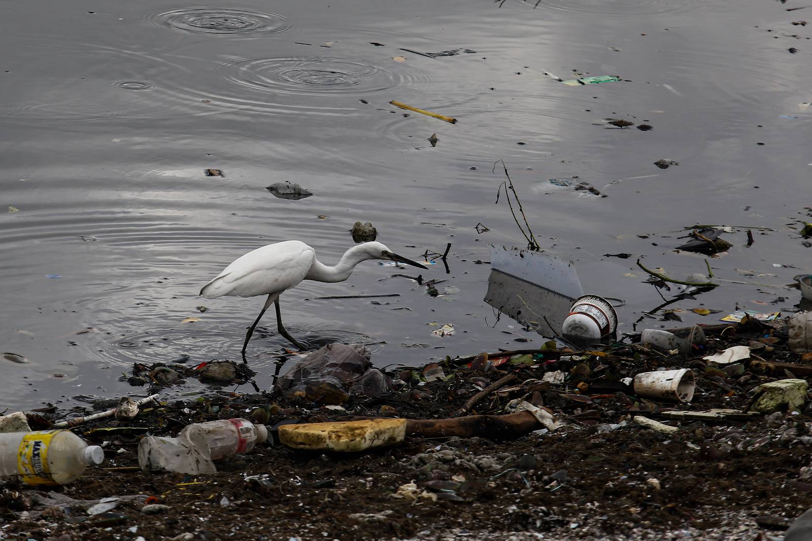 White-winged terns, egrets, and black-crowned night herons forage at the Las Piñas–Parañaque Wetland Park (LPPWP) in observance of World Migratory Bird Day 2025, which underscores the importance of protecting shared habitats for both migratory birds and humans.