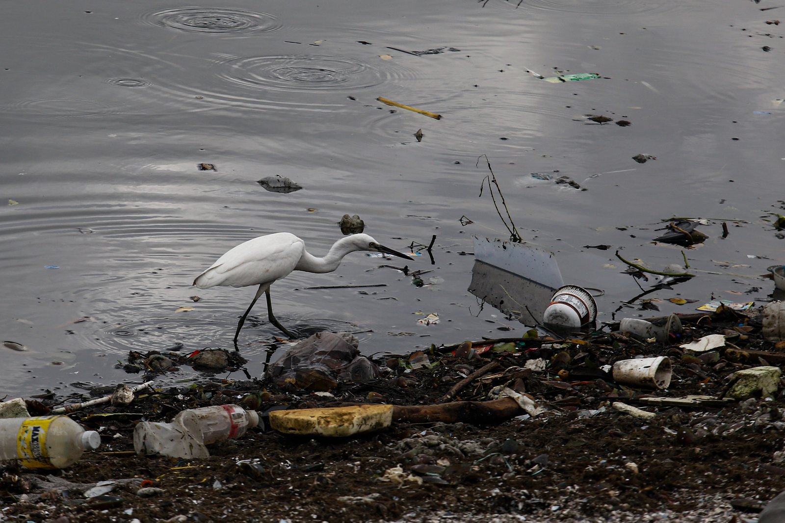 White-winged terns, egrets, and black-crowned night herons forage at the Las Piñas–Parañaque Wetland Park (LPPWP) in observance of World Migratory Bird Day 2025, which underscores the importance of protecting shared habitats for both migratory birds and humans.