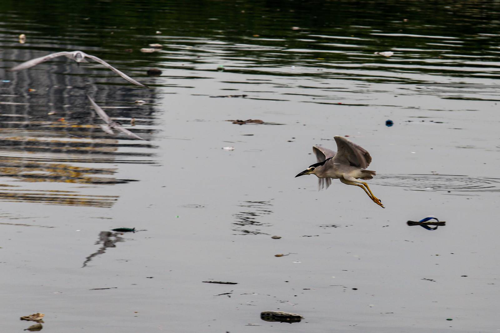 White-winged terns, egrets, and black-crowned night herons forage at the Las Piñas–Parañaque Wetland Park (LPPWP) in observance of World Migratory Bird Day 2025, which underscores the importance of protecting shared habitats for both migratory birds and humans.