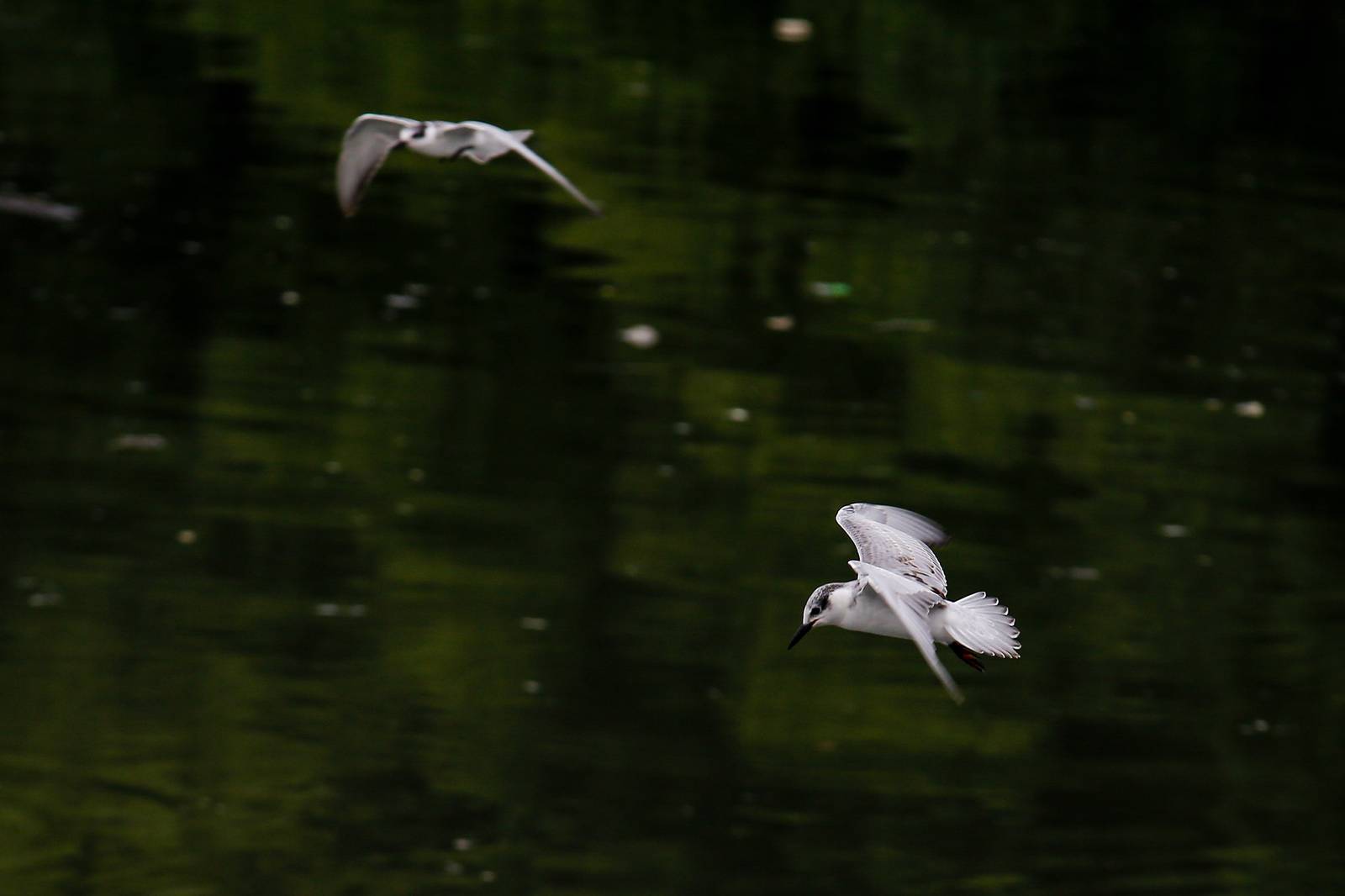 White-winged terns, egrets, and black-crowned night herons forage at the Las Piñas–Parañaque Wetland Park (LPPWP) in observance of World Migratory Bird Day 2025, which underscores the importance of protecting shared habitats for both migratory birds and humans.