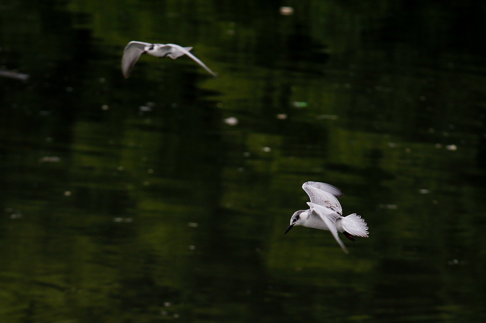 White-winged terns, egrets, and black-crowned night herons forage at the Las Piñas–Parañaque Wetland Park (LPPWP) in observance of World Migratory Bird Day 2025, which underscores the importance of protecting shared habitats for both migratory birds and humans.