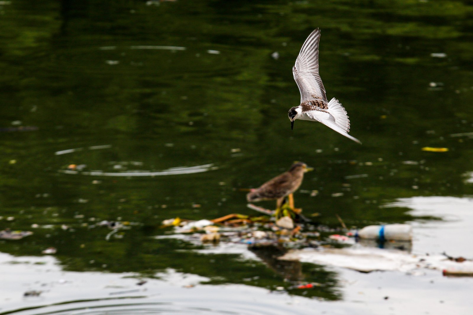 White-winged terns, egrets, and black-crowned night herons forage at the Las Piñas–Parañaque Wetland Park (LPPWP) in observance of World Migratory Bird Day 2025, which underscores the importance of protecting shared habitats for both migratory birds and humans.