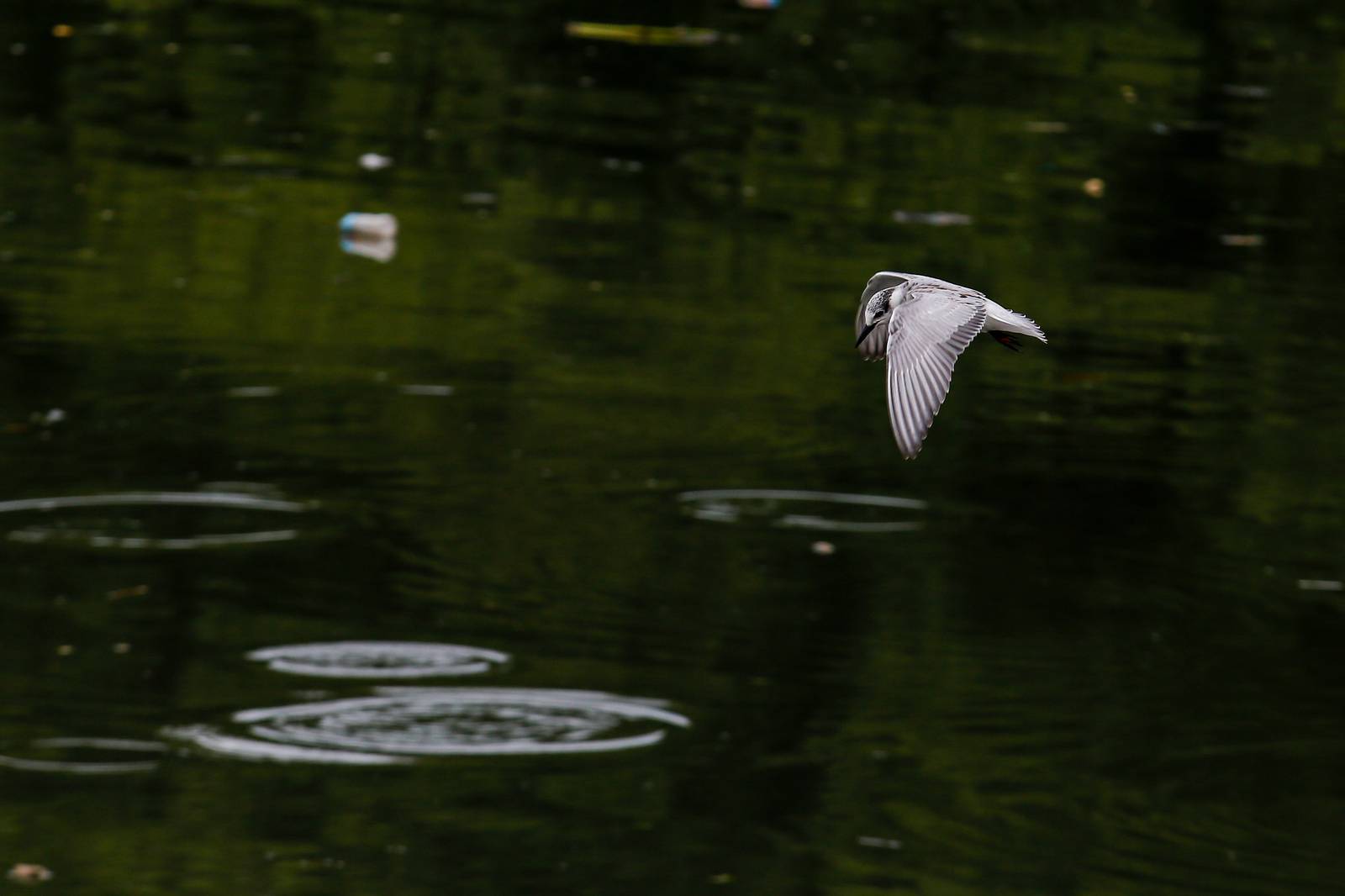 White-winged terns, egrets, and black-crowned night herons forage at the Las Piñas–Parañaque Wetland Park (LPPWP) in observance of World Migratory Bird Day 2025, which underscores the importance of protecting shared habitats for both migratory birds and humans.