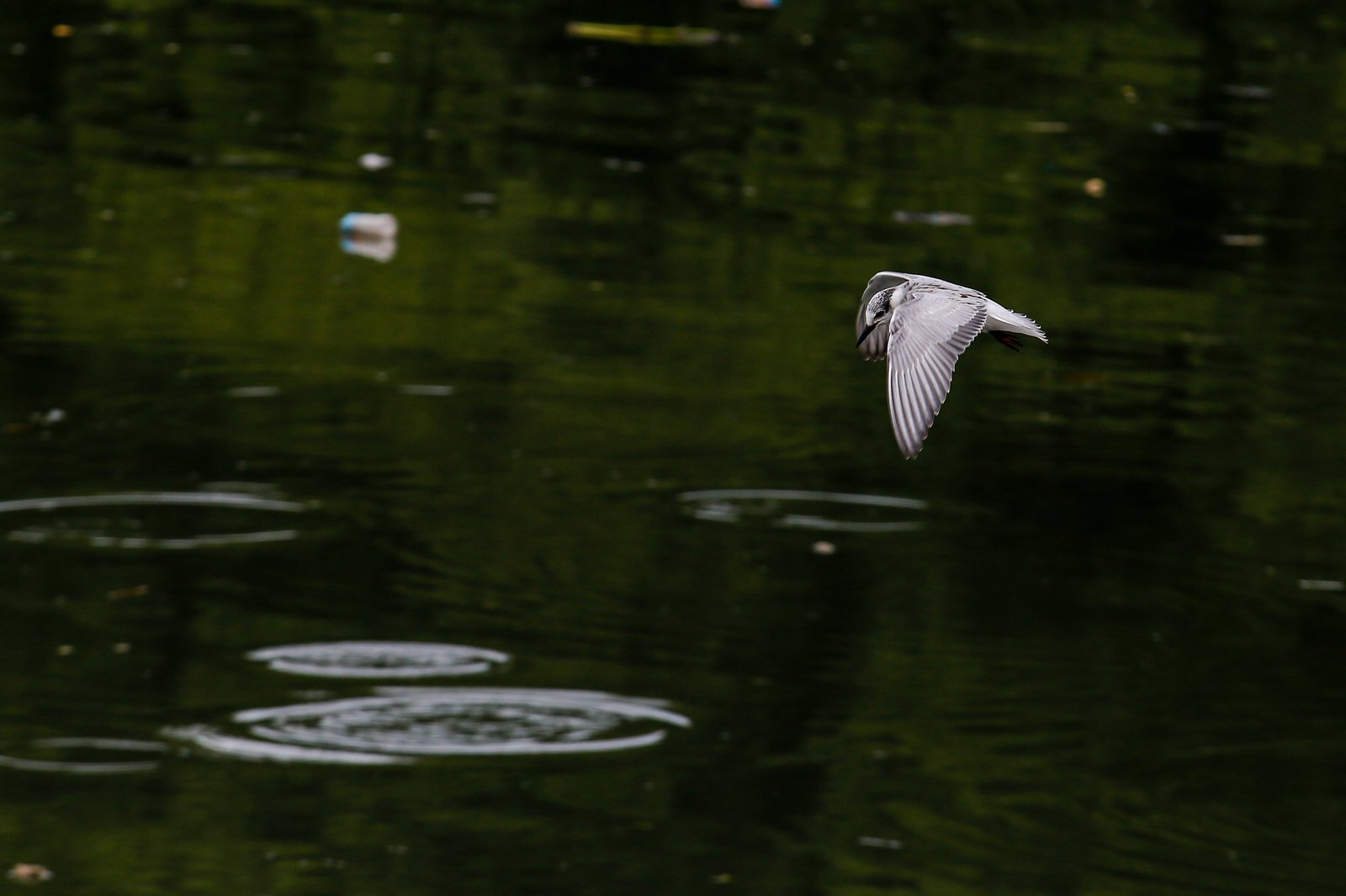 White-winged terns, egrets, and black-crowned night herons forage at the Las Piñas–Parañaque Wetland Park (LPPWP) in observance of World Migratory Bird Day 2025, which underscores the importance of protecting shared habitats for both migratory birds and humans.