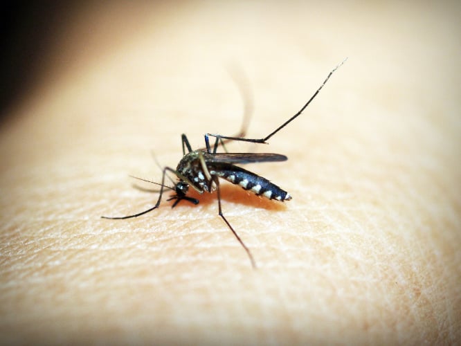 QC sees dengue cases hike anew