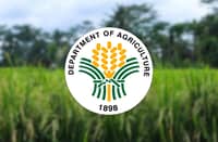 DAR vows stronger palay farmers’ backing
