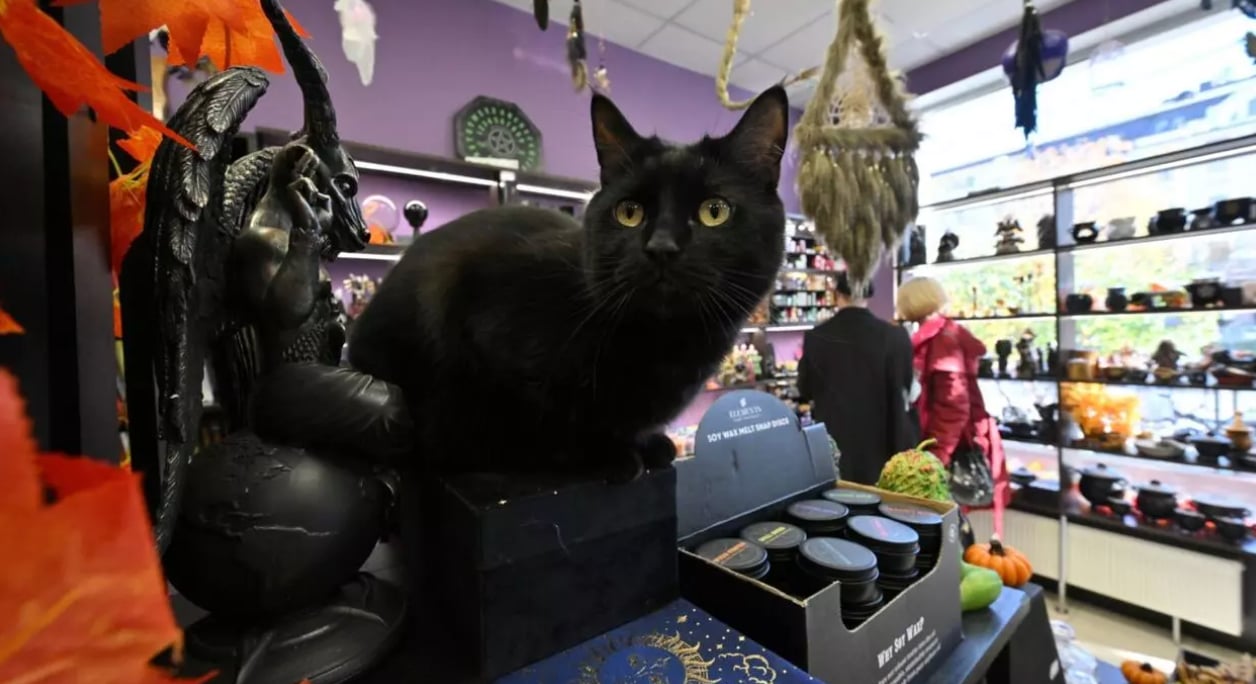 Spanish town bans black cat adoptions over fear of Halloween ‘rituals’
