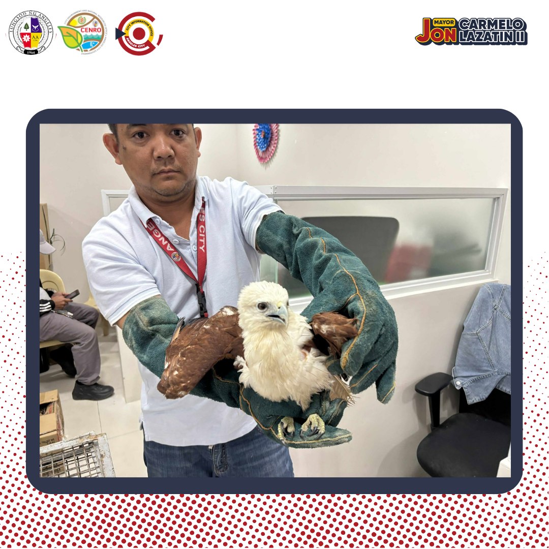 Brahminy kite rescued, turned over to DENR in Angeles City