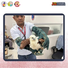Brahminy kite rescued, turned over to DENR in Angeles City