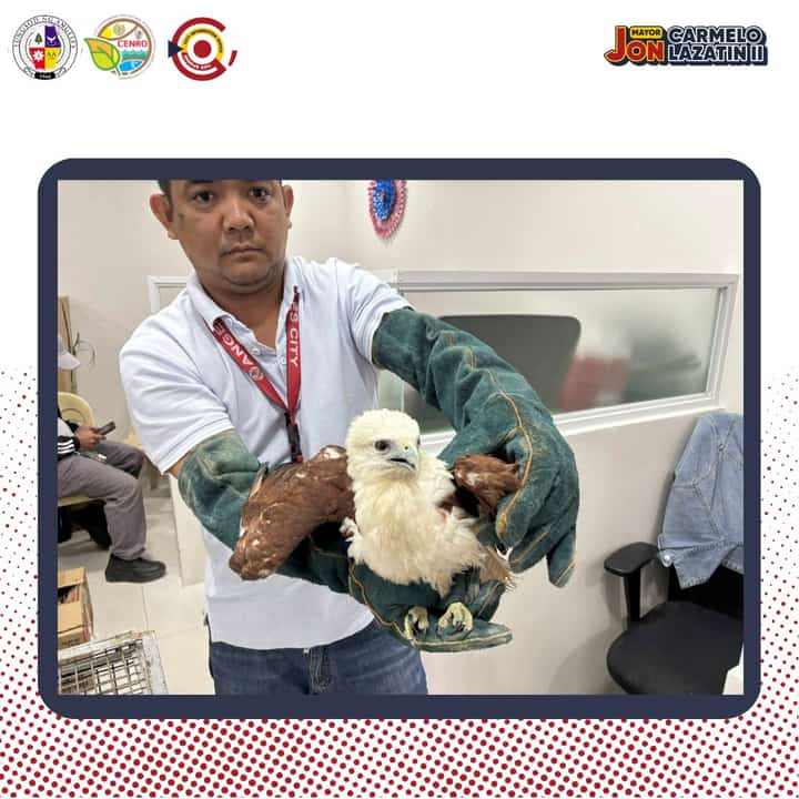 A Brahminy Kite was rescued and was officially turned over to the Department of Environment and Natural Resources (DENR) Region 3 Conservation and Development Division for proper care and medication.