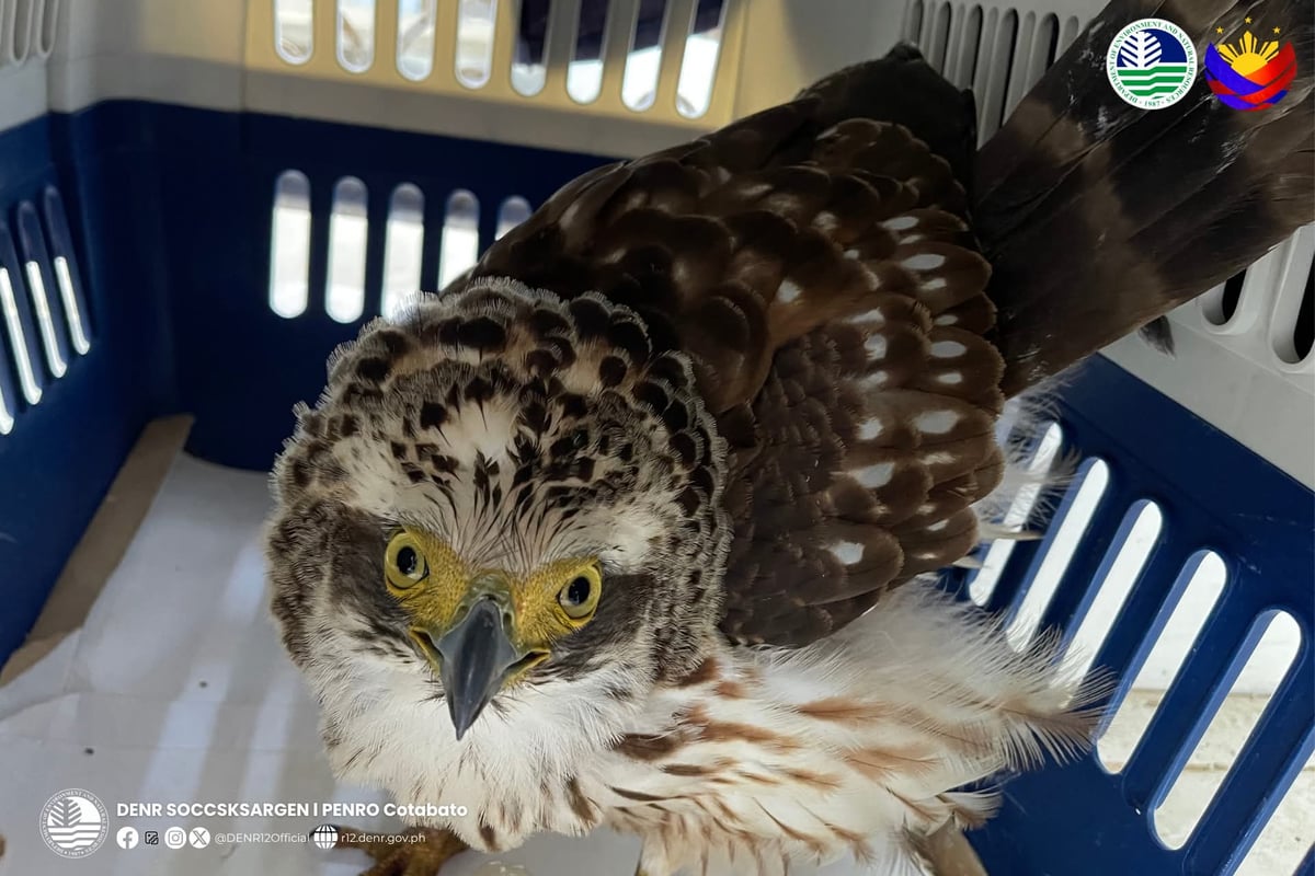 Rescued Philippine Serpent Eagle released back to the wild