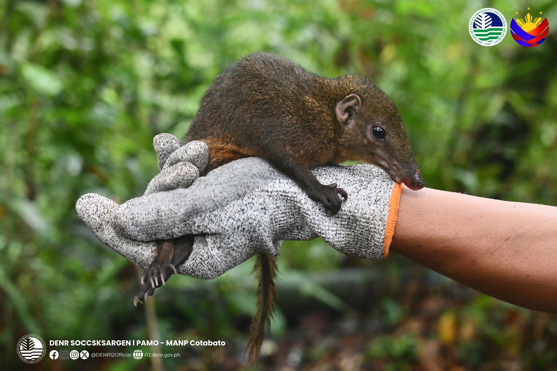 Rare Mindanao Tree Shrew documented in Mt. Apo Natural Park