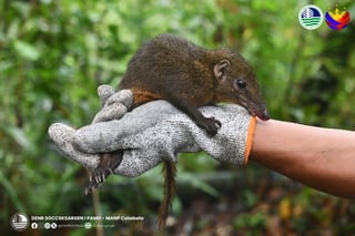 Rare Mindanao Tree Shrew documented in Mt. Apo Natural Park