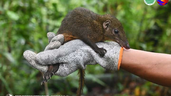 A very elusive Mindanao Tree Shrew (𝘛𝘶𝘱𝘢𝘪𝘢 𝘦𝘷𝘦𝘳𝘦𝘵𝘵𝘪) was documented in Mt. Apo Natural Park (MANP) in Cotabato during a biodiversity monitoring activity conducted from October 14 to 17, 2025.