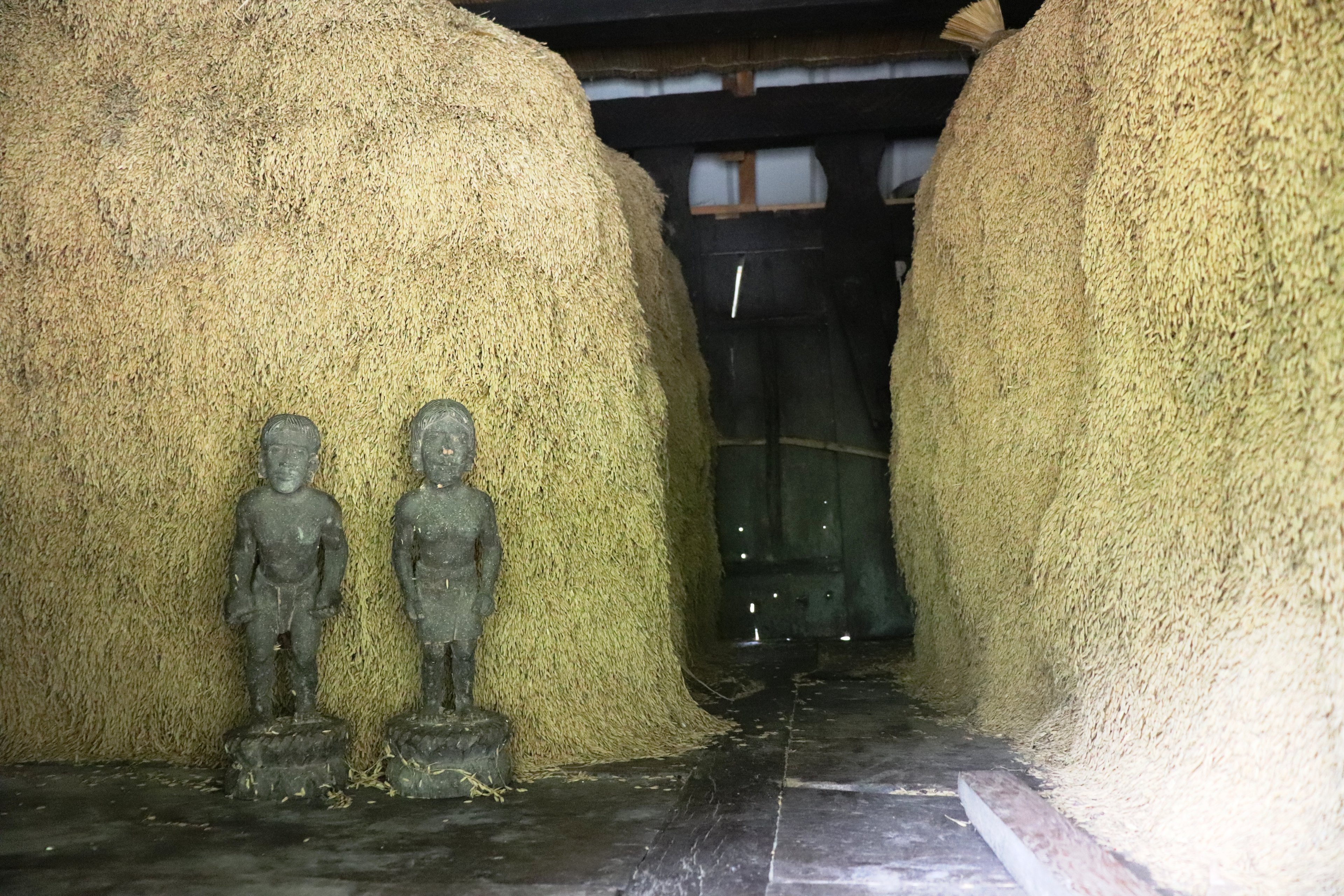 The rice harvest of the Uyammi-Bimuyag family in Nattalig, Hapao, with bulul, guardian of the grains.