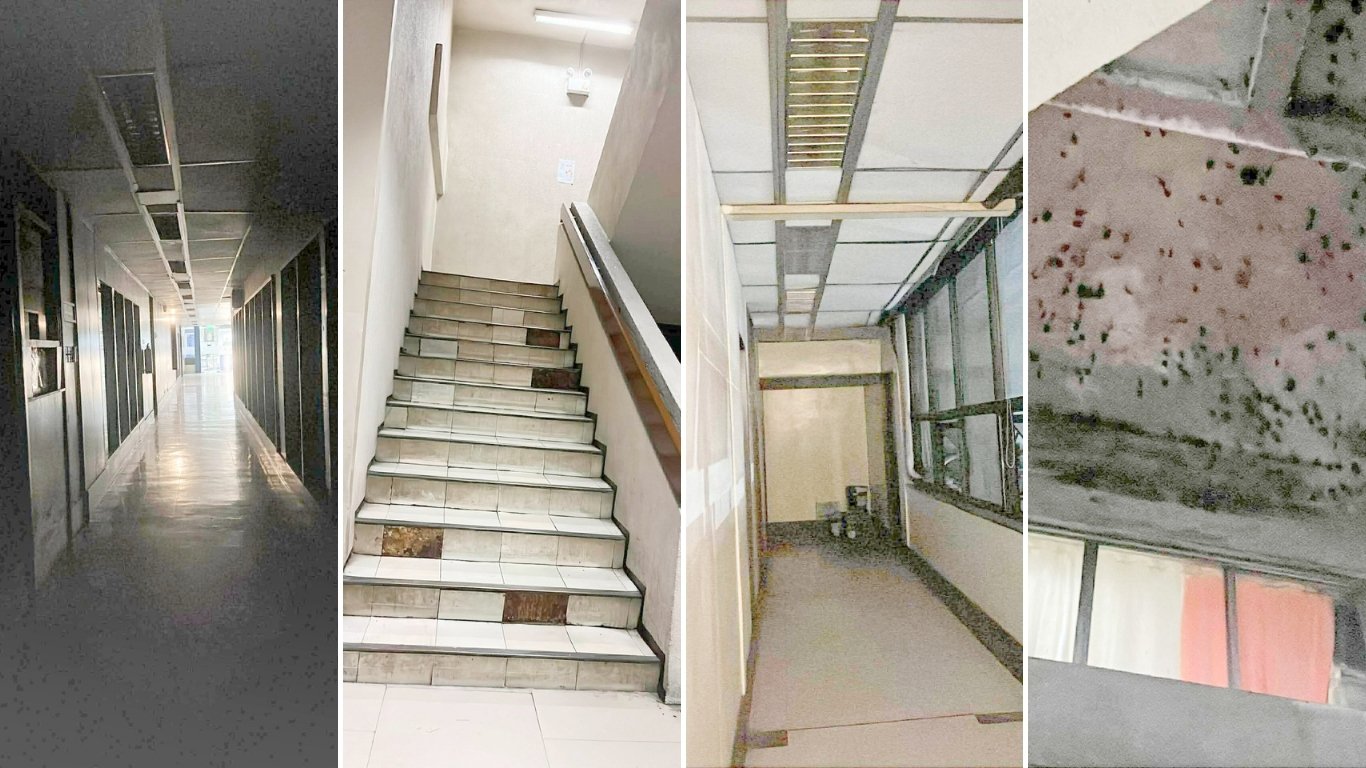 Bats call PIA building home