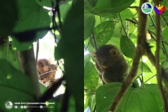 Rare Philippine tarsiers spotted at Mt. Matutum in South Cotabato