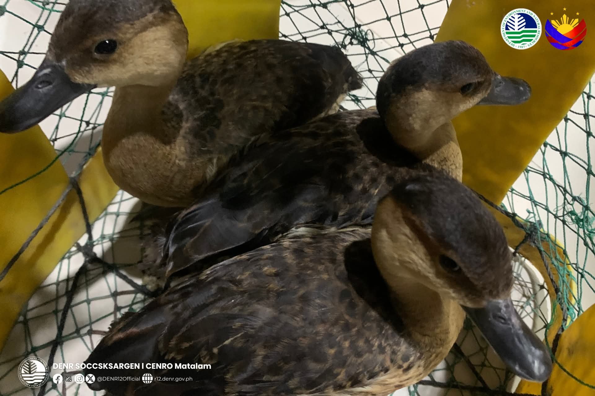 Online seller nabbed for selling endangered Philippine ducks
