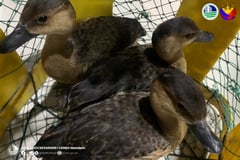 Online seller nabbed for selling endangered Philippine ducks