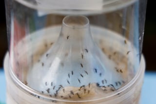 Mosquitoes discovered in Iceland for first time