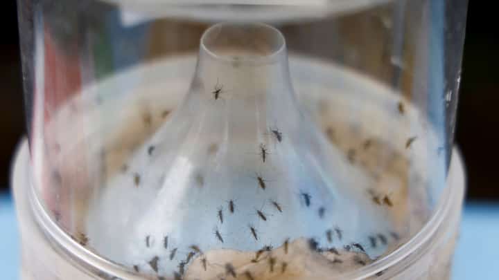 his photograph shows a mosquito trap as part of the fight against the Chikungunya pandemic by mosquitoes in Saint-Benoit on the French overseas island of La Reunion on April 22, 2025. Macron started a five-day trip focused on France's strategy in the Indian Ocean with a visit in Mayotte,