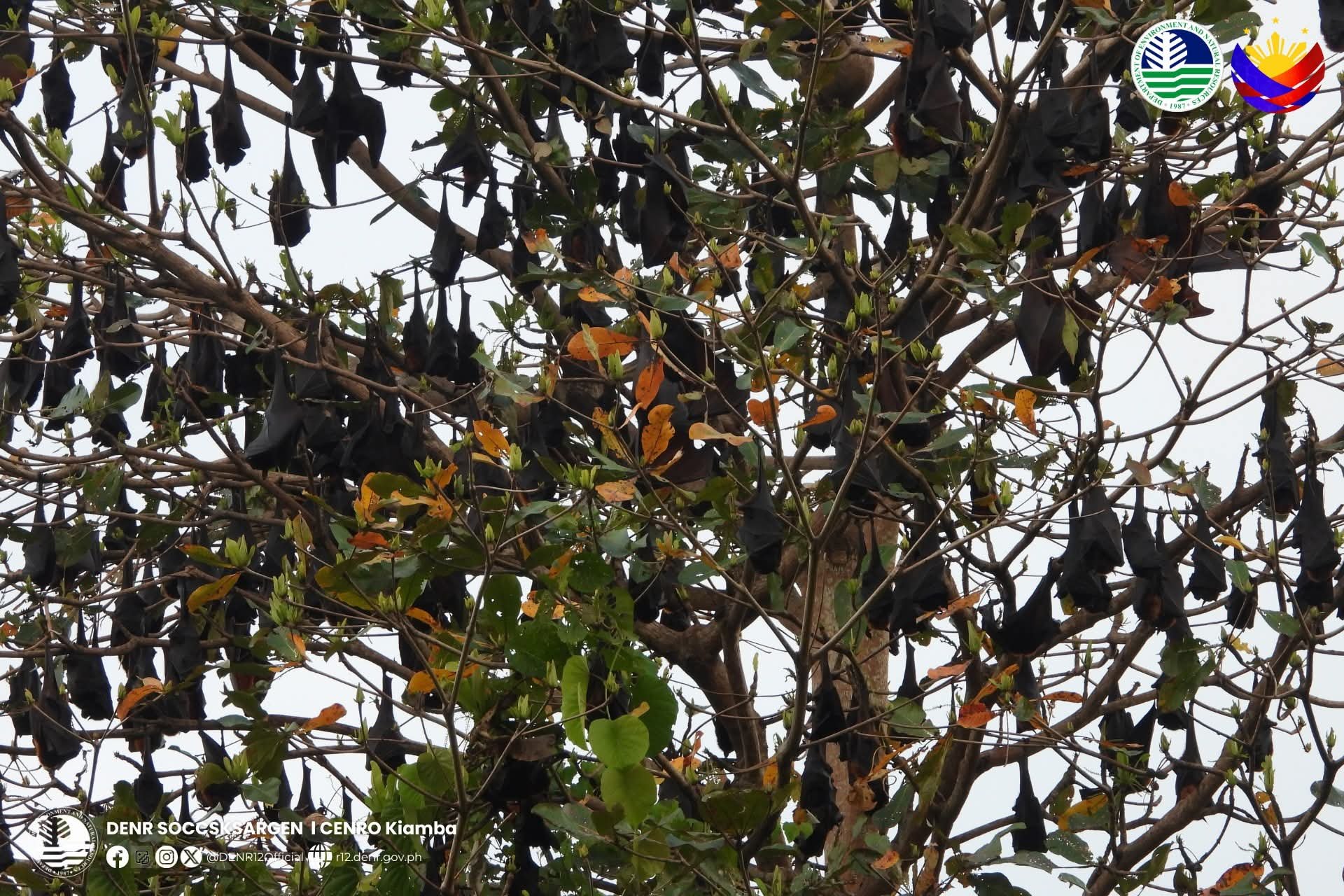 Over 6,000 large flying foxes spotted in Sarangani