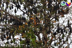 Over 6,000 large flying foxes spotted in Sarangani