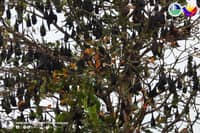 Over 6,000 large flying foxes spotted in Sarangani