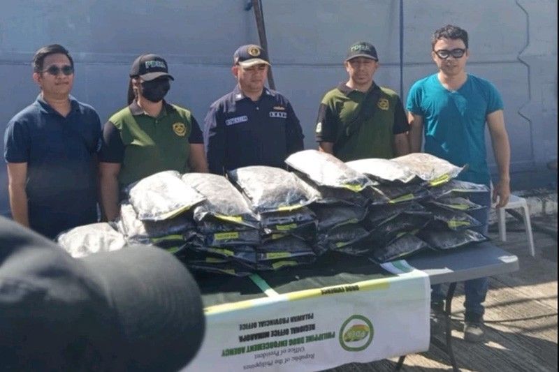 PNP probes link of foreign drug groups to P19.2M marijuana haul
