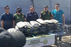 PNP probes link of foreign drug groups to P19.2M marijuana haul