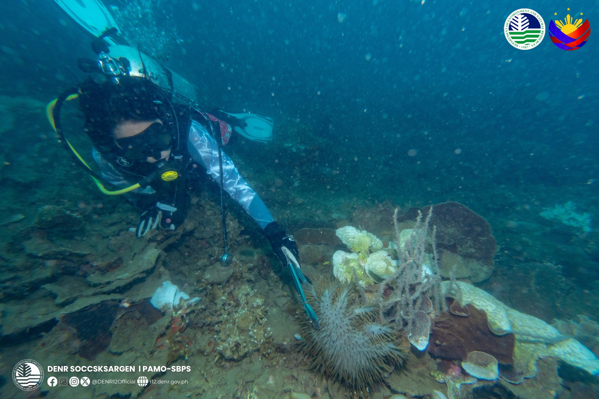 PARMPU collects Crown of Thorns starfish in Sarangani