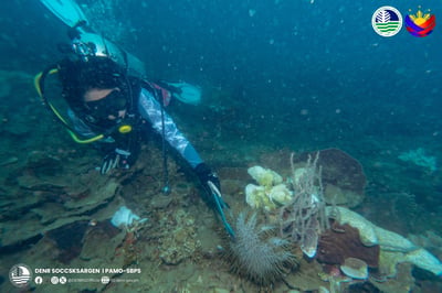 PARMPU collects Crown of Thorns starfish in Sarangani