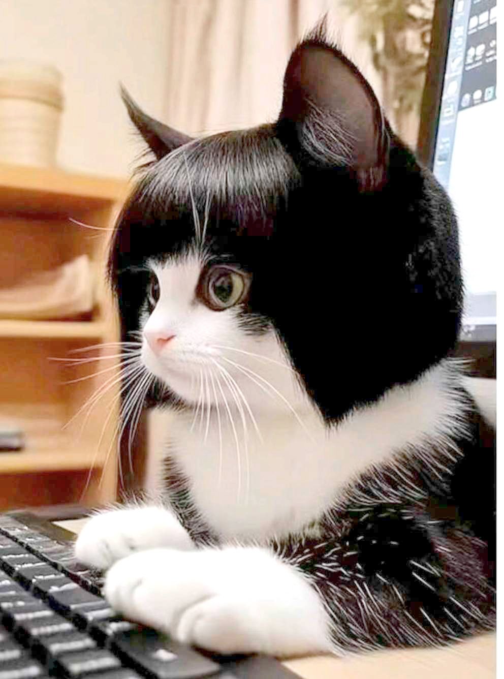 ‘‘Cat lady’