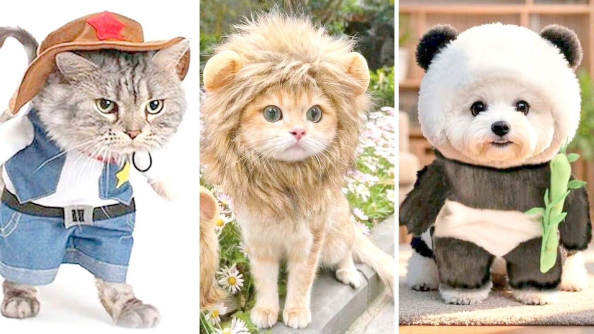 Awoo! Tricks to make costumes a treat for pets