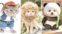 Awoo! Tricks to make costumes a treat for pets