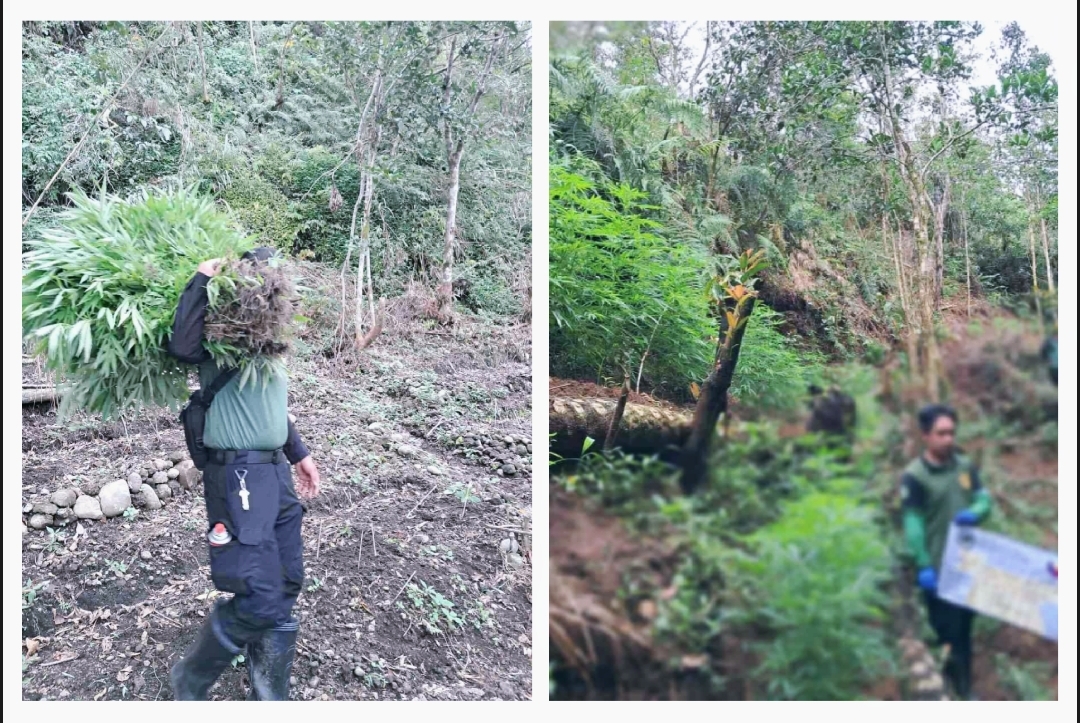 PDEA destroys P2.3M marijuana in Benguet
