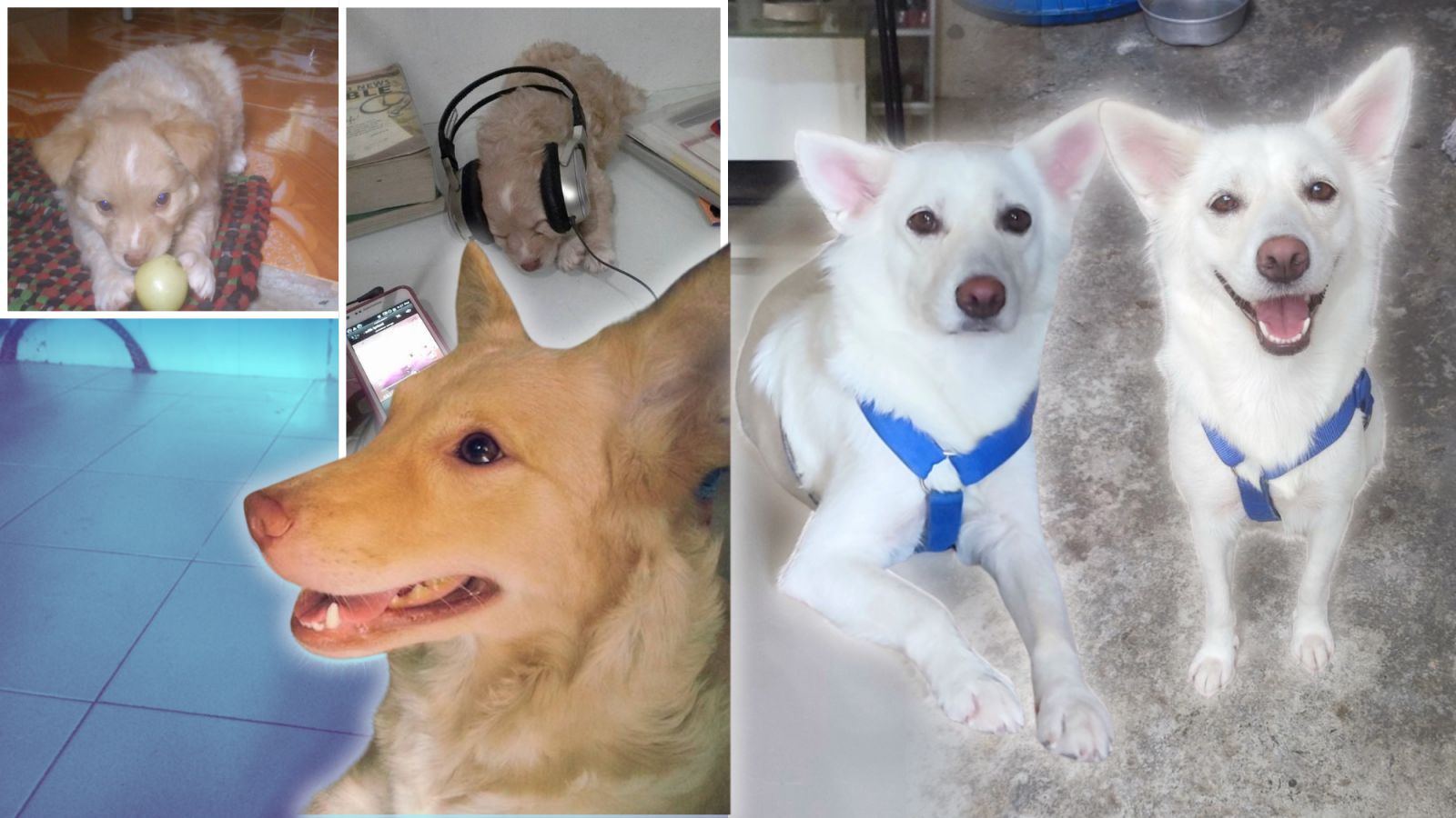 Undas for a grieving dog owner