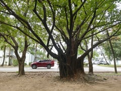 The Balete tree stands tall in Subic folklore