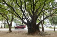 Subic Bay Freeport’s Mini Golf Area is full of Balete Trees that provide shade to tourists who frequent the area. In Philippine folklore, the Balete tree is widely believed to be the dwelling place of supernatural creatures and spirits, making it an object of both reverence and fear.