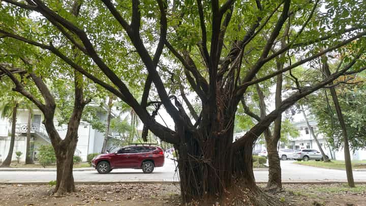 Subic Bay Freeport’s Mini Golf Area is full of Balete Trees that provide shade to tourists who frequent the area. In Philippine folklore, the Balete tree is widely believed to be the dwelling place of supernatural creatures and spirits, making it an object of both reverence and fear.