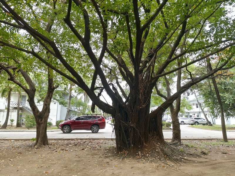 The Balete tree stands tall in Subic folklore