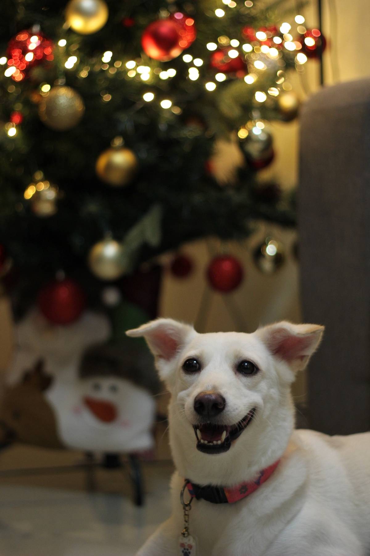 ALL you need is love, and a dog.