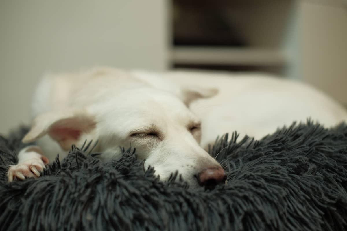 THE fluffiest form of love.