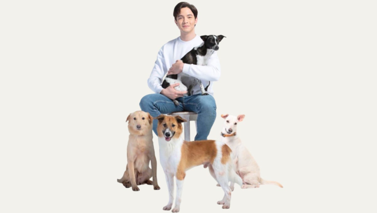 Doctor dogs are in