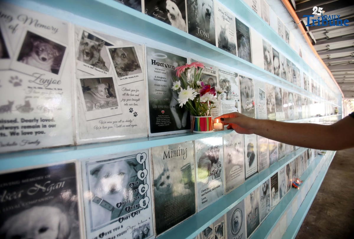 (November 01 2025) On All Saints Day Celebration, fur parents visit his pet memorial wall and offer flowers and candles at PAWS Animal Welfare Center in Quezon City on Saturday November 1 2025. Photo/Analy Labor