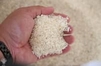 Makati to launch P20 rice project
