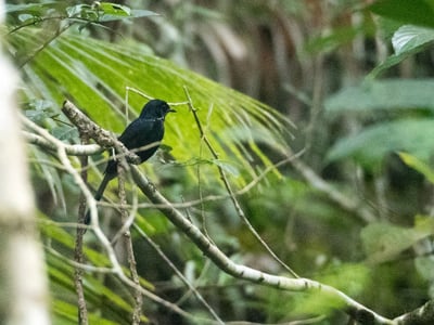 'Black Shama'