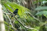 Black Shama, Copsychus cebuensis
